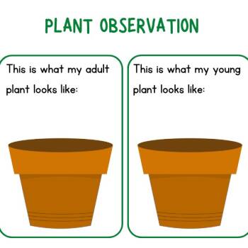 How are adult plants the same as and different from seedlings? Part 2 ...