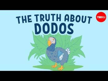 The real reason dodo birds went extinct - Leon Claessens :: Resources ...