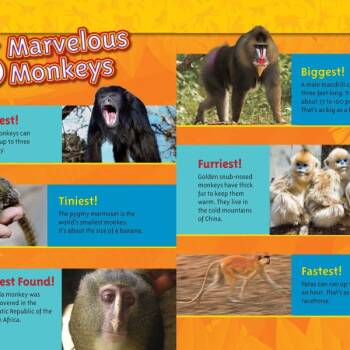 Monkey Facts Resources California Educators Together monkey-facts-resources-california-educators-together
