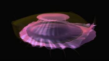 The Shape of Life | Mollusc Animation: Abalone :: Resources ...