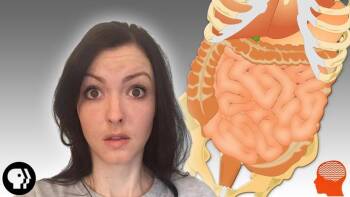 Braincraft The Strange Location of Your Second Brain | BrainCraft :: Resources ...