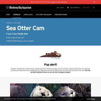 Monterey Bay Aquarium - Sea Otter Cam :: Resources :: California